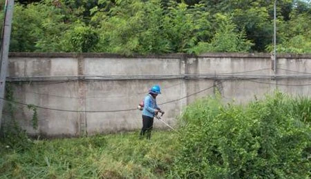 Weed and Environmental Prevention 