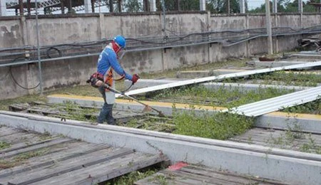 Weed Prevention and Respiratory Diseases